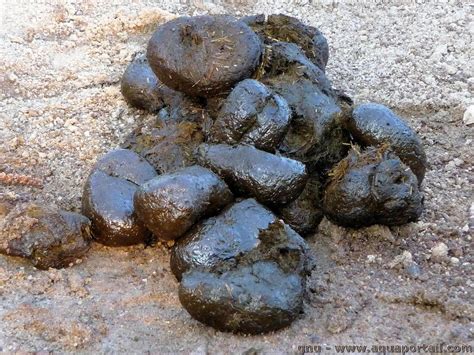 Excrement Meaning .